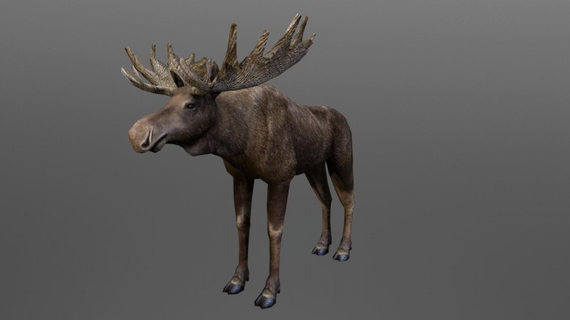 Широколобый Лось Cervalces latifrons