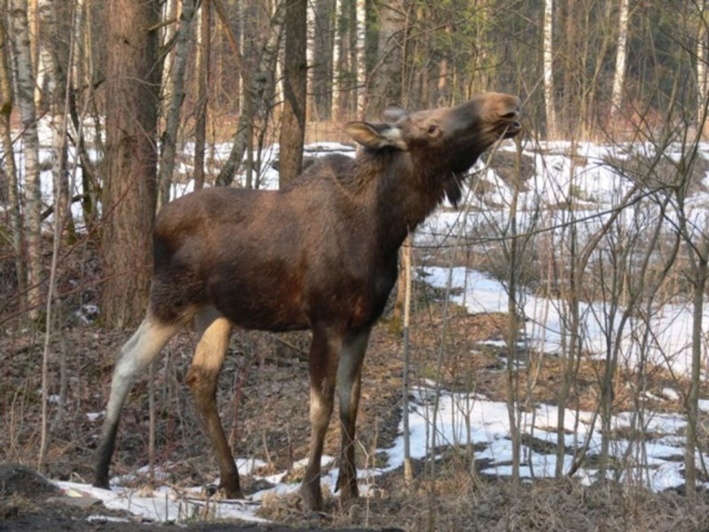 Лось живопись