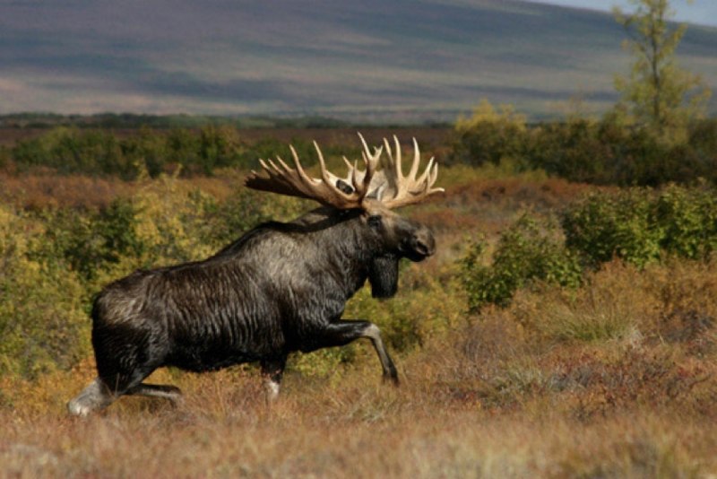 Европейский Лось alces alces