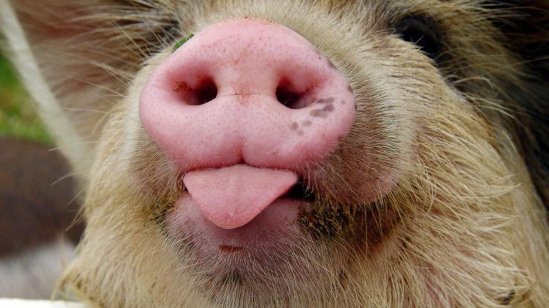 Европейский дикий кабан sus scrofa Ferus
