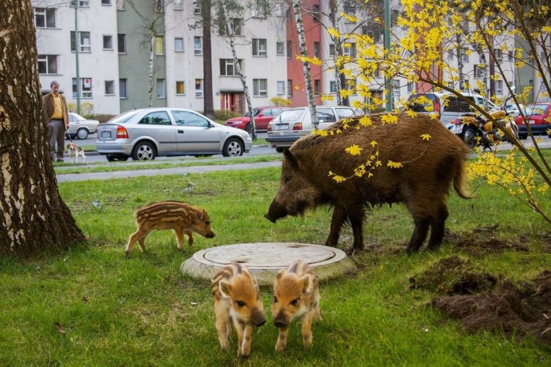 Дикий кабан зимой