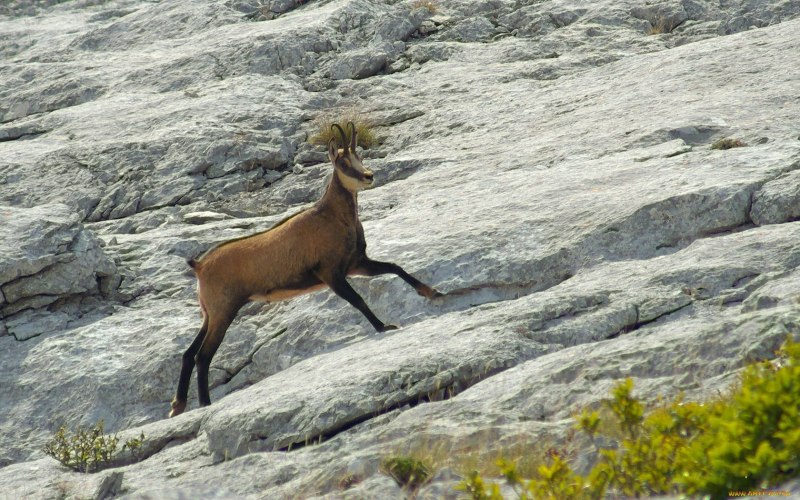 • Песчаная Газель (Gazella leptoceros)