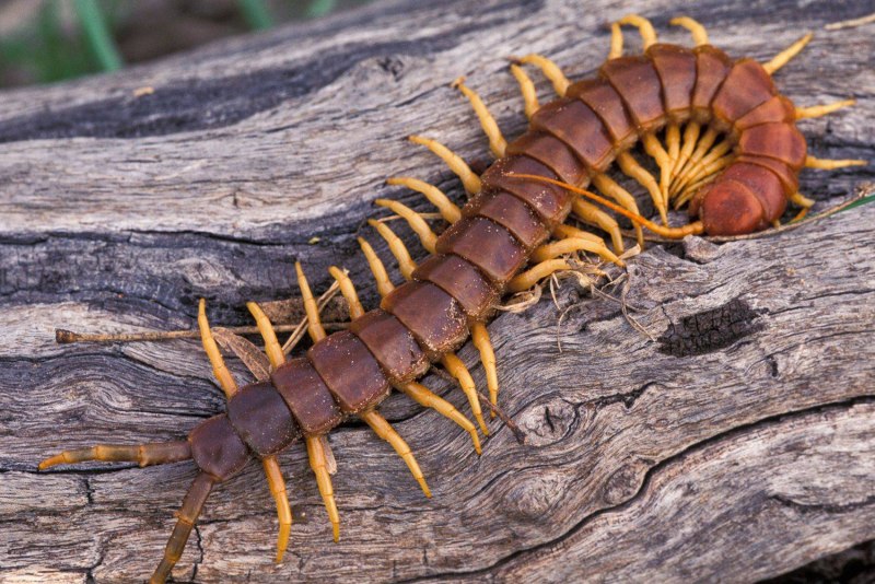 Сколопендра subspinipes