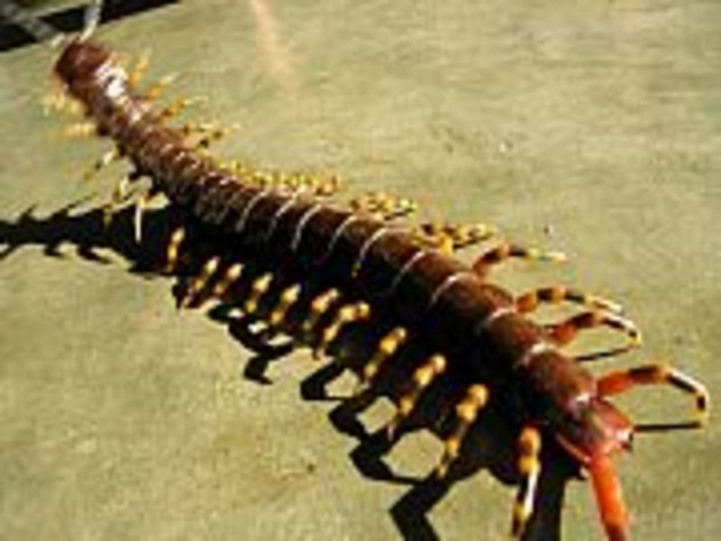 Ethmostigmus trigonopodus