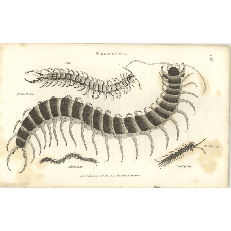 Scutigeromorpha Centipede