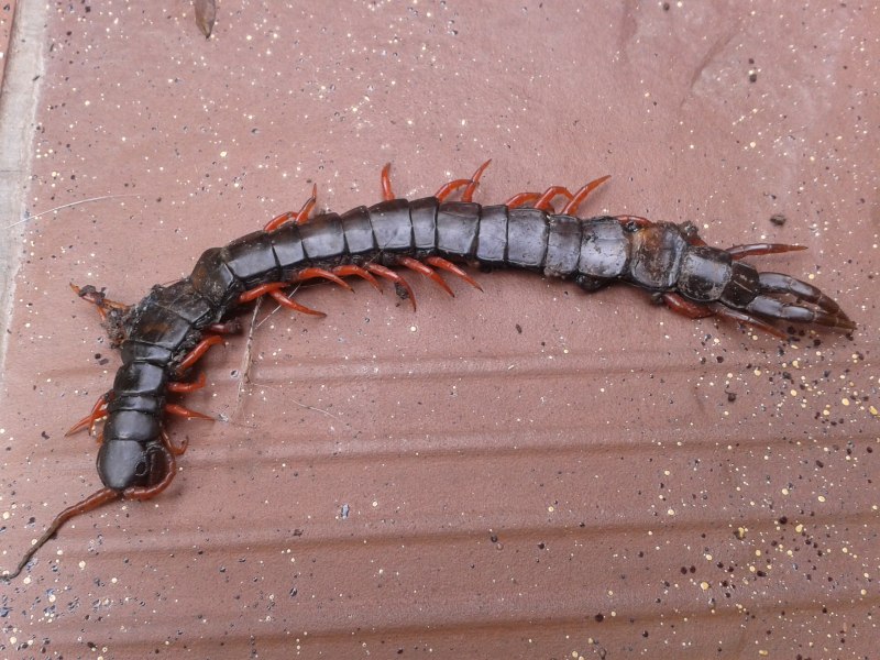 Scolopendra SP.