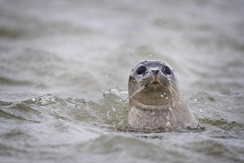 The Zoological Society's first Official Seal