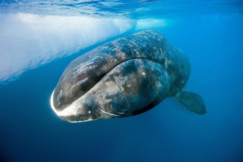 Полярный кит (67 фото)