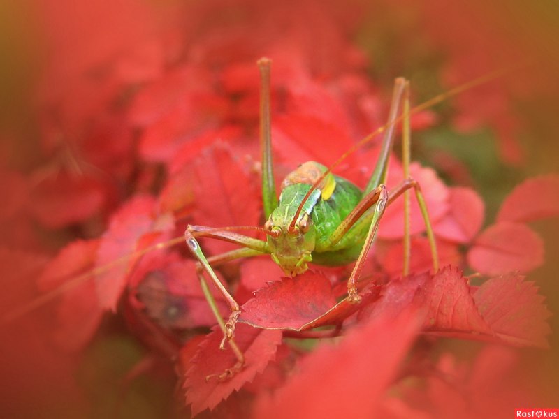 Огнёвка трескучая Psophus stridulus
