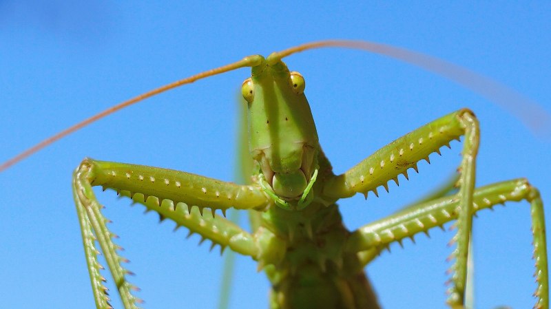 Pink Katydid