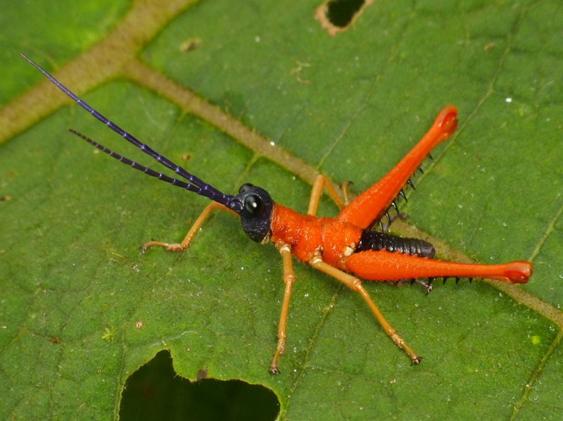 The giant false-Leaf Katydid