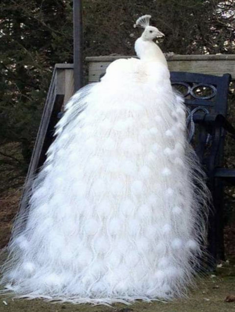 Белый Павлин альбинос