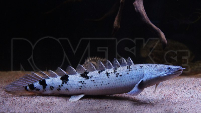 Polypterus ornatipinnis чешуя ганоидная