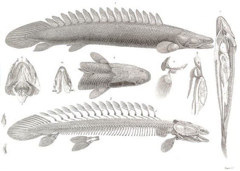 Channa marulioides