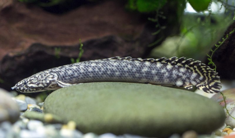 Полиптерус орнатипиннис (Polypterus ornatipinnis)