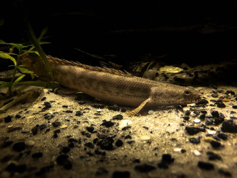 Рогозуб (Neoceratodus forsteri)