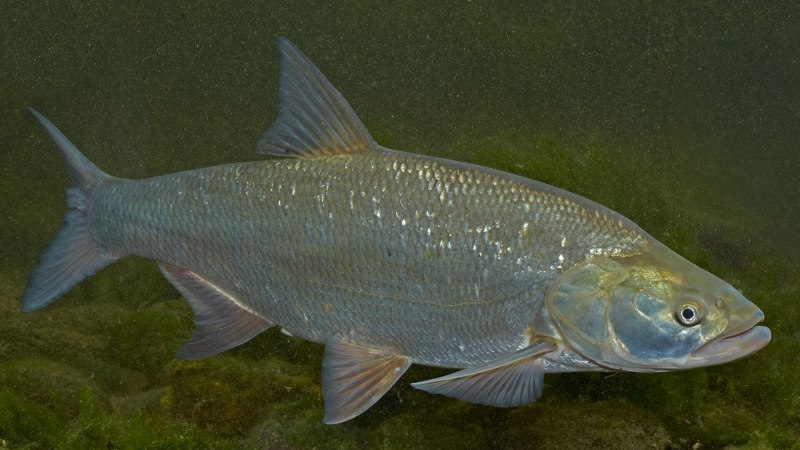 Севрюга – Acipenser stellatus Pallas, 1771