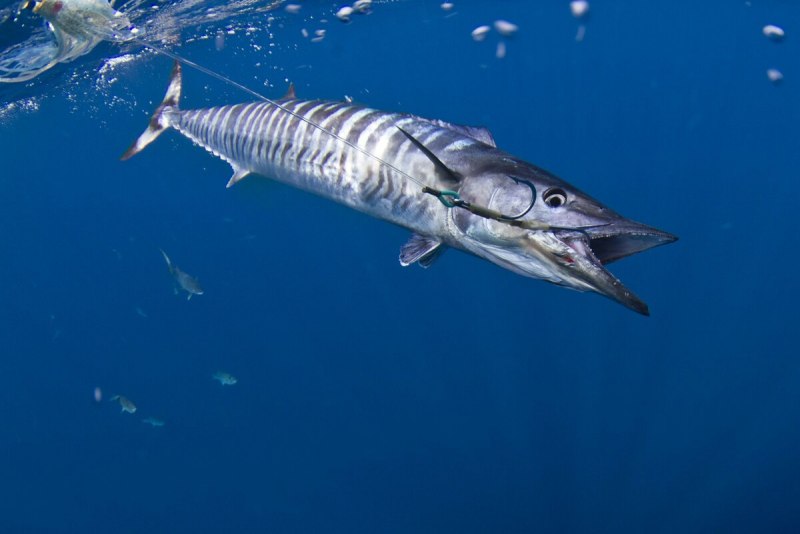 Arothron manilensis