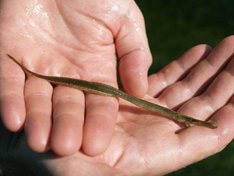 Clupea pallasii Тихоокеанская сельдь