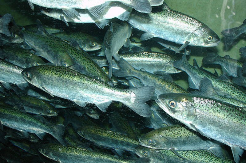 Чехонь — Pelecus cultratus (l.)