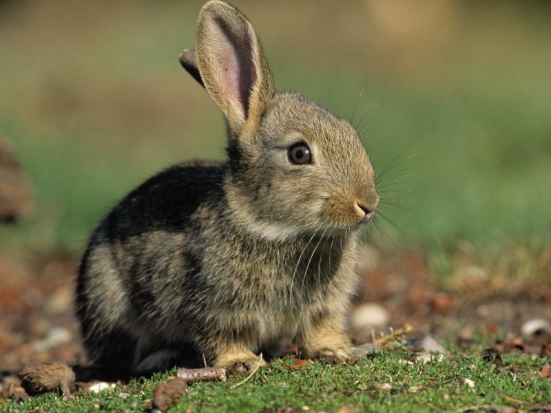 Columbia basin Pygmy Rabbit