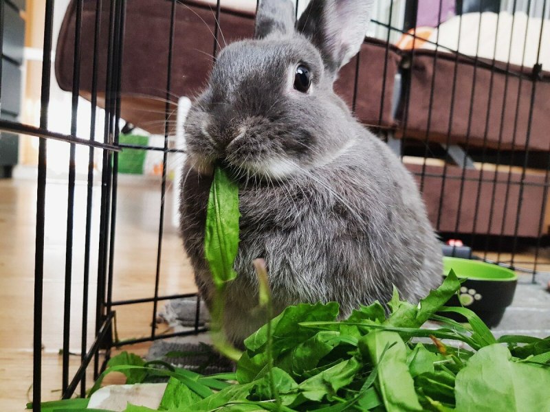 Volcano Rabbit