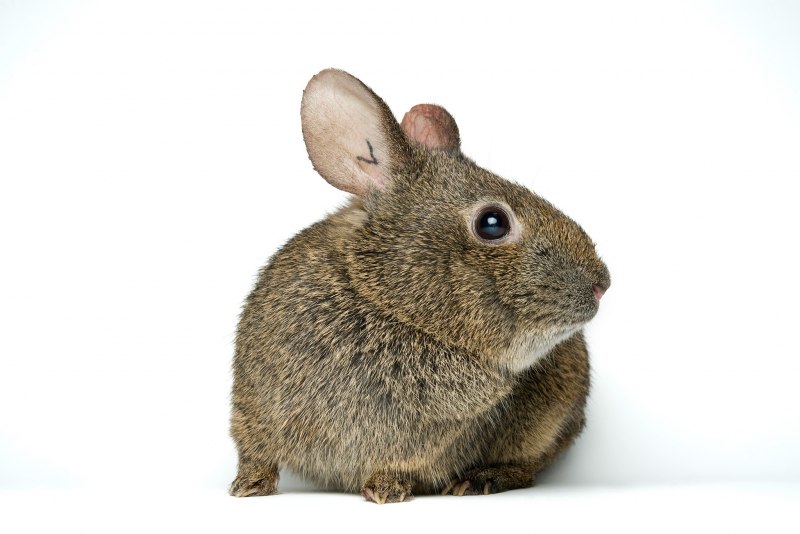 Rabbit Hide in hand