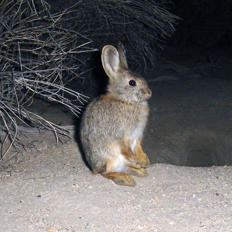 Кролик (Oryctolagus cuniculus) родичи
