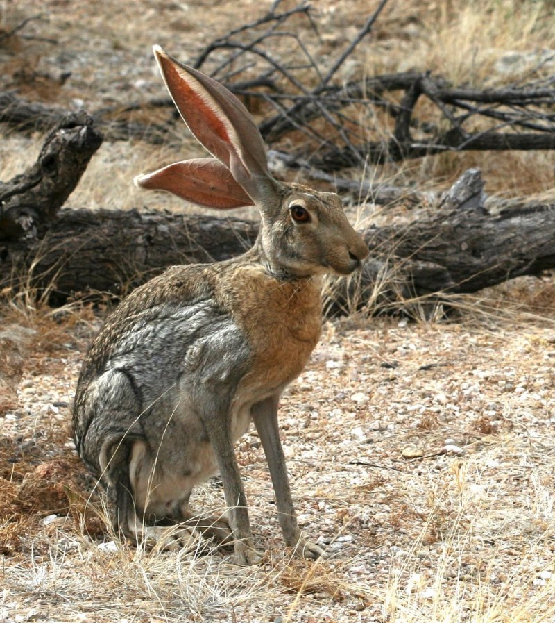Заяц-Русак (лат. Lepus europaeus)
