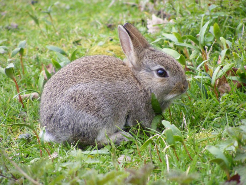 Columbia basin Pygmy Rabbit