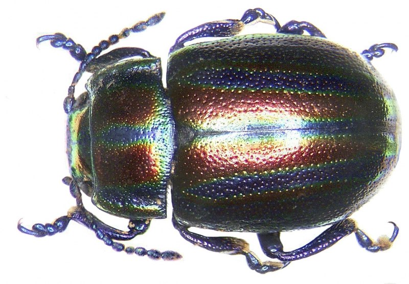 Жук Chrysolina cerealis