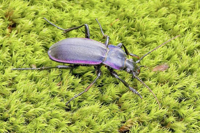 Labidostomis tridentata