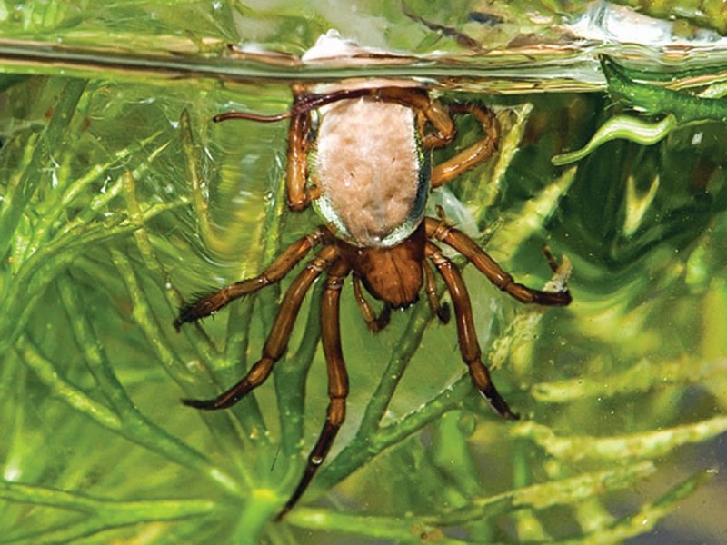 Водный паук (65 фото)