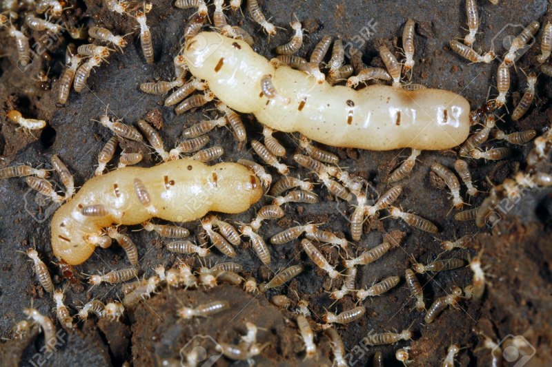 Kalotermes flavicollis