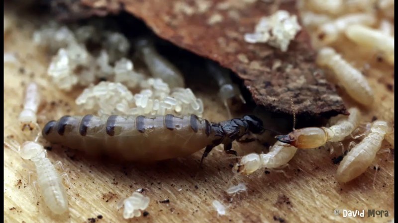 Термиты "Subterranean Termite"