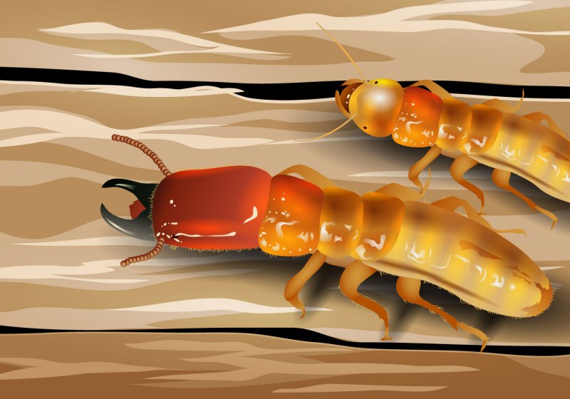 Термиты Coptotermes formosanus