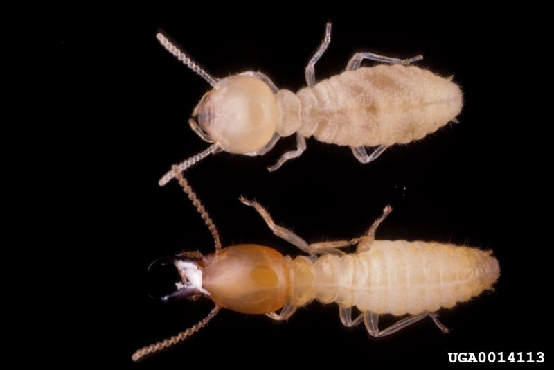 Macrotermes bellicosus