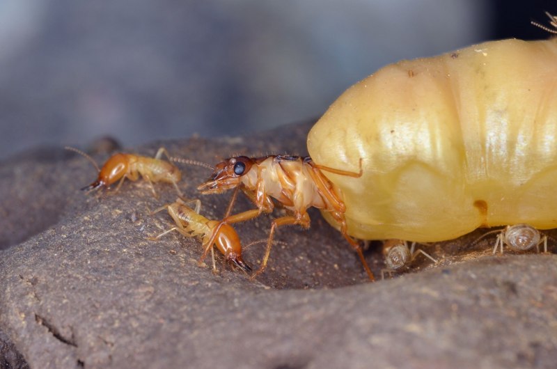 Isoptera термиты