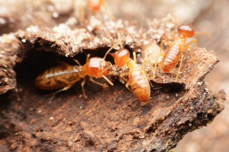 Термиты "Subterranean Termite"