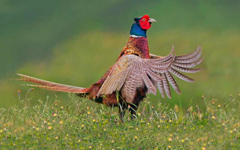Фазаны (Pheasants)