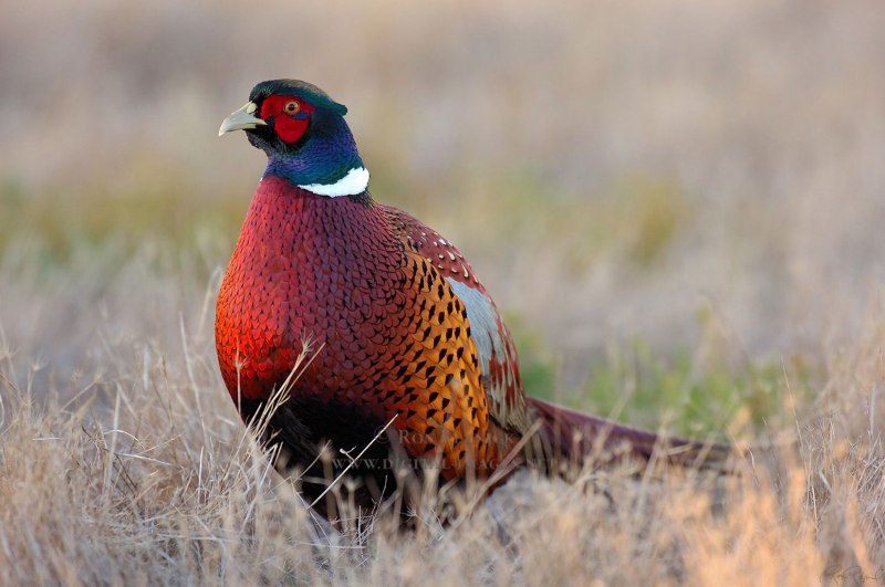 Phasianus colchicus