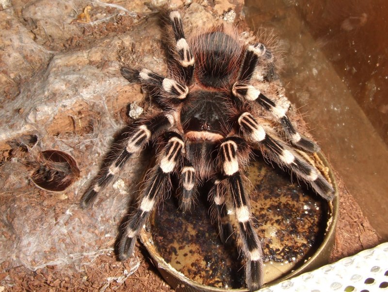 Паук Acanthoscurria geniculata