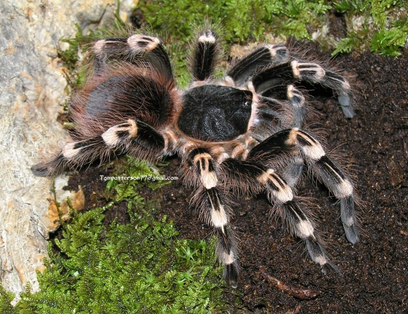 Паук Acanthoscurria geniculata