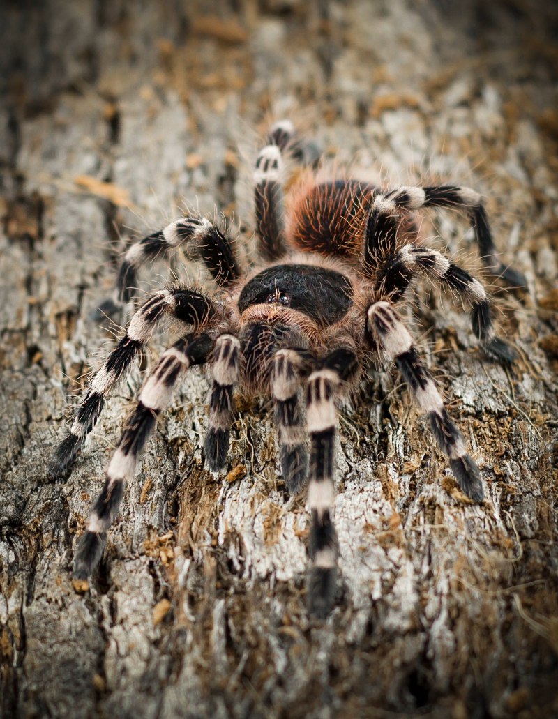 Паук Acanthoscurria geniculata