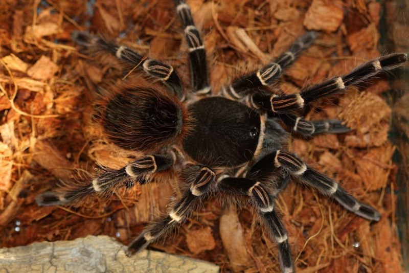 Паук Acanthoscurria geniculata