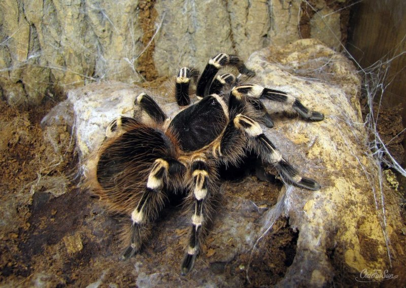 Паук птицеед Acanthoscurria geniculata