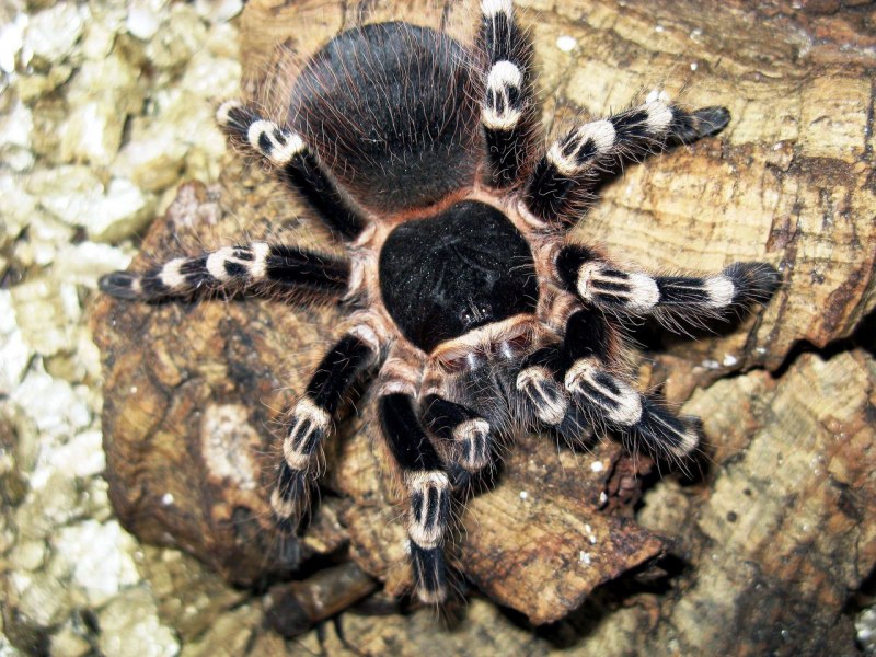 Linothele megatheloides