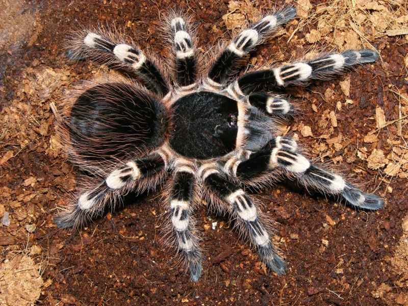 Геникулята паук (61 фото)