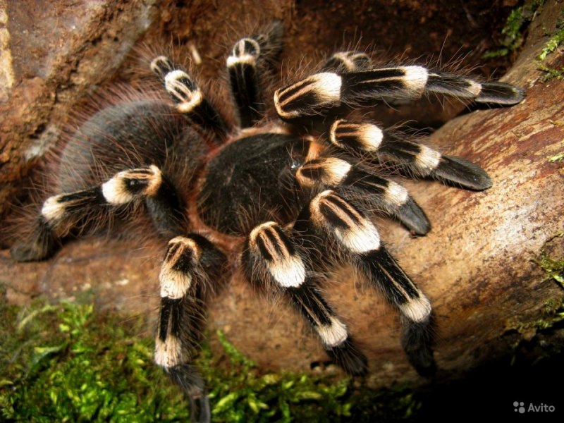 Паук птицеед Acanthoscurria geniculata