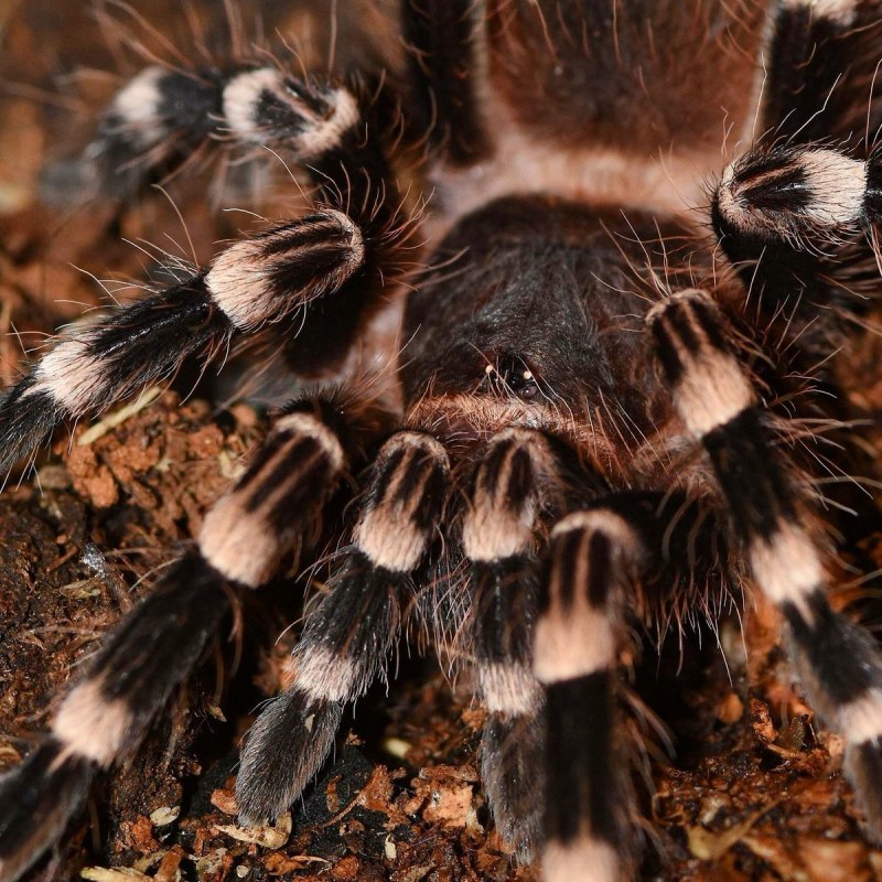 Acanthoscurria geniculata фото